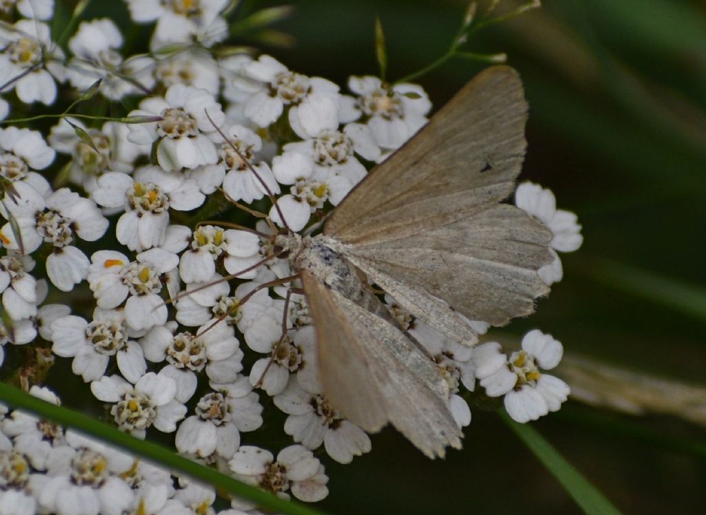 Falena da identificare